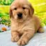 oh puppies miami 20260608 0005