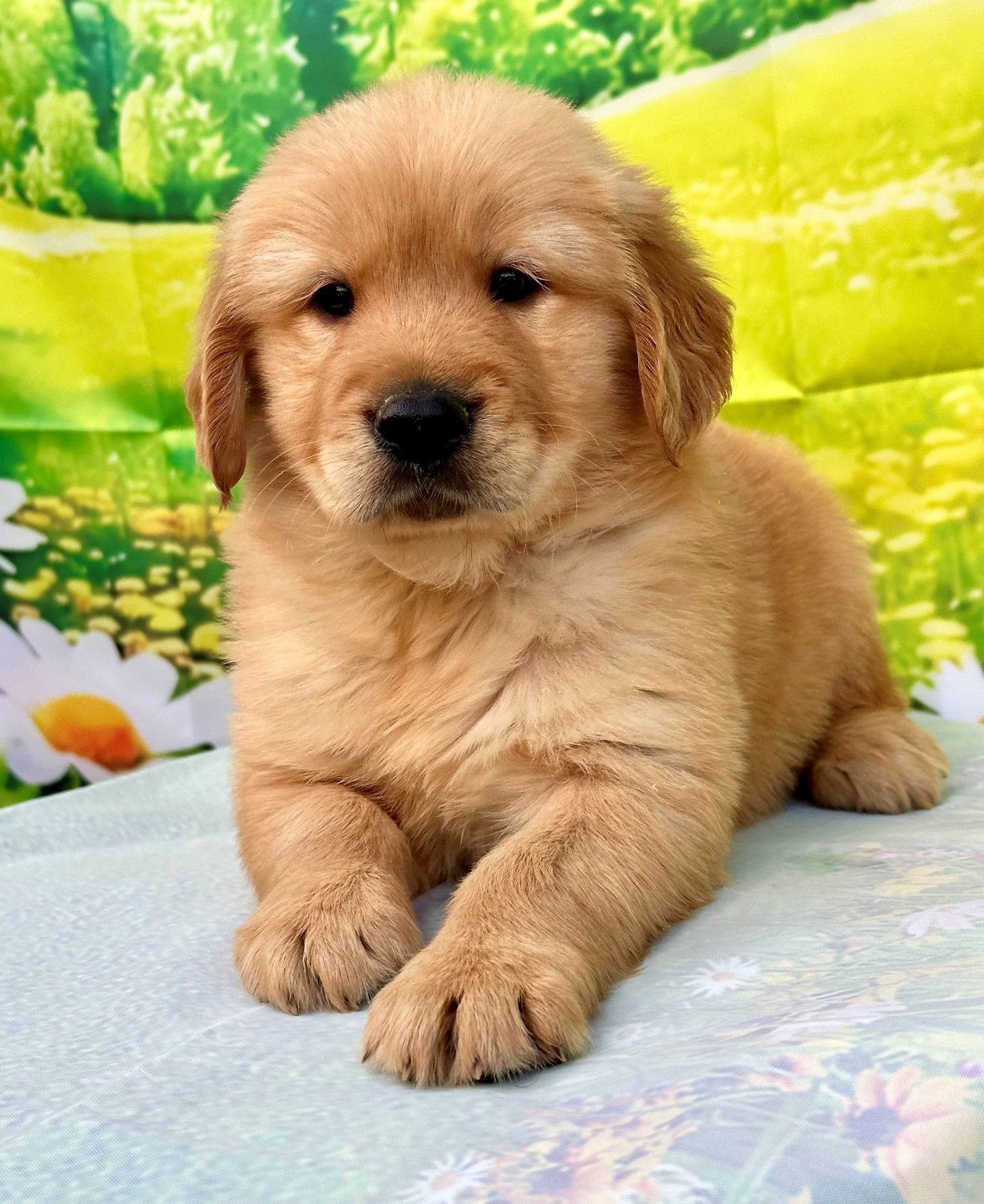 BRUNO 3 BRUNO