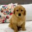 oh puppies miami 20260608 0009