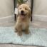 oh puppies miami 20260608 0013
