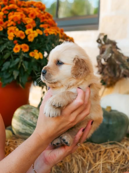 single puppy